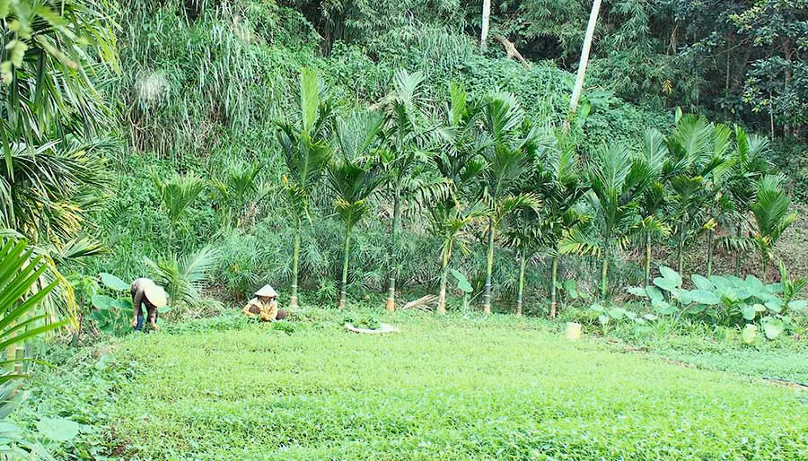 Một góc vườn xanh mát của gia đình ông Nguyễn Văn Hải (phường Hoa Lư, TP. Pleiku). Ảnh: H.T