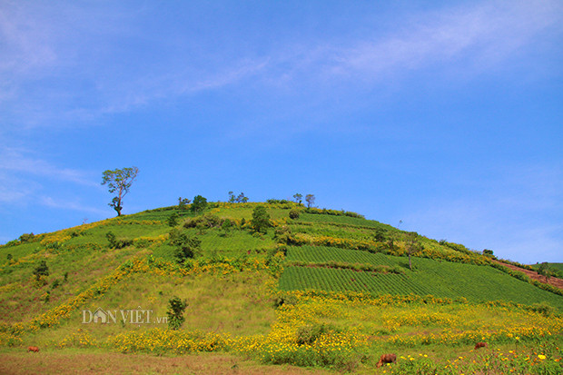 Theo tiếng của người Gia Rai, Chư Đăng Ya có nghĩa là "củ gừng dại". Nơi đây mang trong mình dấu tích của núi lửa từng hoạt động hàng triệu năm trước. Ảnh: Văn Hà Theo tiếng của người Gia Rai, Chư Đăng Ya có nghĩa là