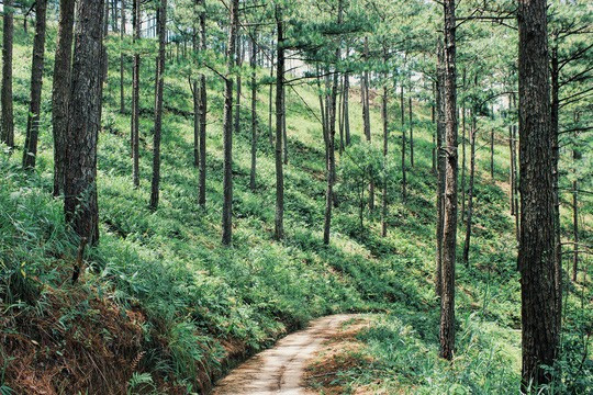 Đường vào quán Đương