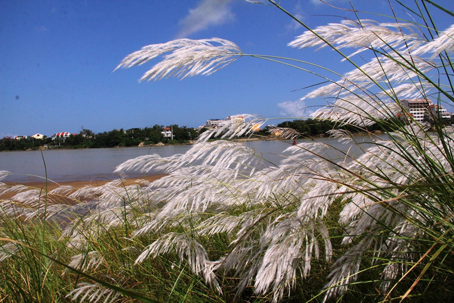Những bông lau trắng phau nằm nép mình bên dòng sông Thu Bồn đẹp đến lạ lùng - Ảnh: Mạnh Cường