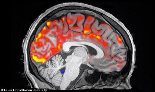 Màu đỏ là dấu vết của dịch não tủy đã thế chỗ dòng máu trong não bộ để làm công việc dọn dẹp. Các nhà nghiên cứu lý giải rằng lúc ngủ, não không cần quá nhiều oxy nên máu có thể tạm lui - ảnh do nhóm nghiên cứu cung cấp. Màu đỏ là dấu vết của dịch não tủy đã thế chỗ dòng máu trong não bộ để làm công việc dọn dẹp. Các nhà nghiên cứu lý giải rằng lúc ngủ, não không cần quá nhiều oxy nên máu có thể tạm lui - ảnh do nhóm nghiên cứu cung cấp.