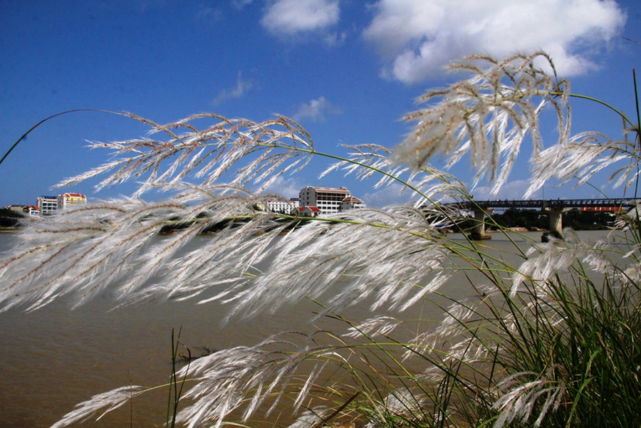 Đến với Hội An, du khách còn được đắm mình vào cách đồng cỏ lau trắng phau - Ảnh: Mạnh Cường