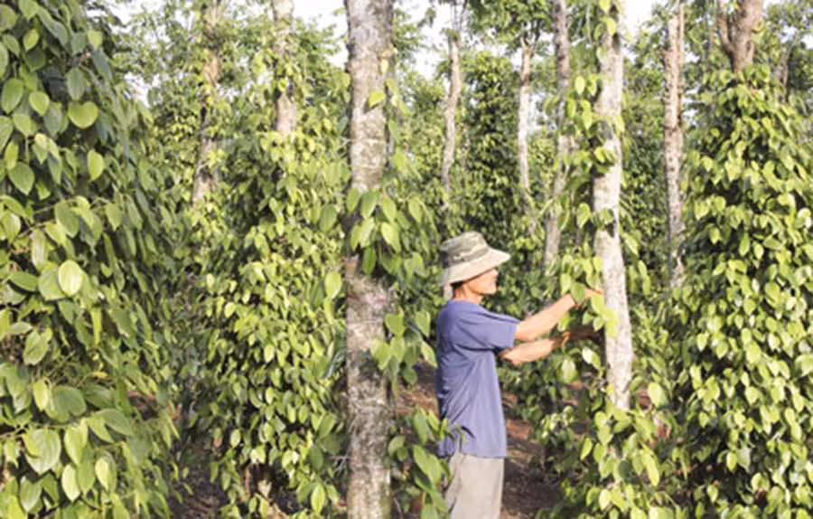  Biện pháp quản lý dịch hại tổng hợp giúp khôi phục vườn hồ tiêu bị bệnh chết chậm. Ảnh: K.N.B