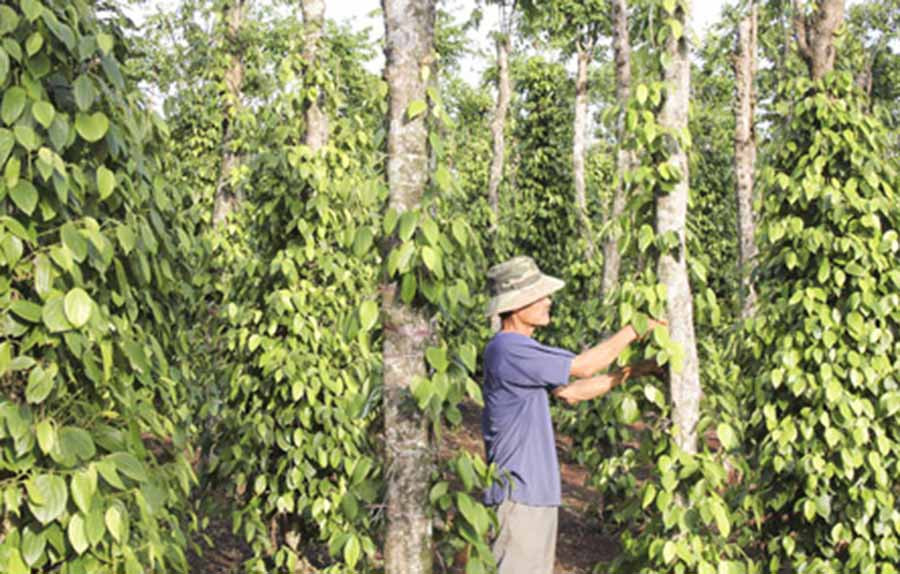  Biện pháp quản lý dịch hại tổng hợp giúp khôi phục vườn hồ tiêu bị bệnh chết chậm. Ảnh: K.N.B