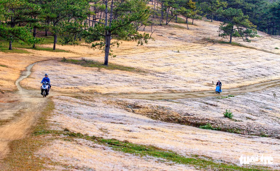 Đồi cỏ ở khu vực Thung Lũng Vàng, nơi tổ chức 