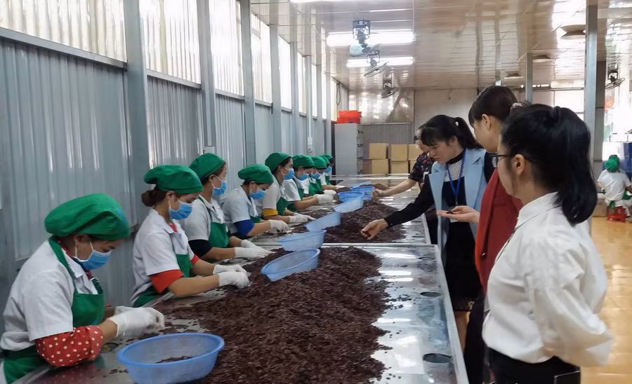 Đoàn kiểm tra liên ngành về ATVSTP TP.Pleiku kiểm tra tại cơ sở sản xuất hạt dưa, hạt bí, hạt hướng dương Thái Sơn. Ảnh: Như Nguyện