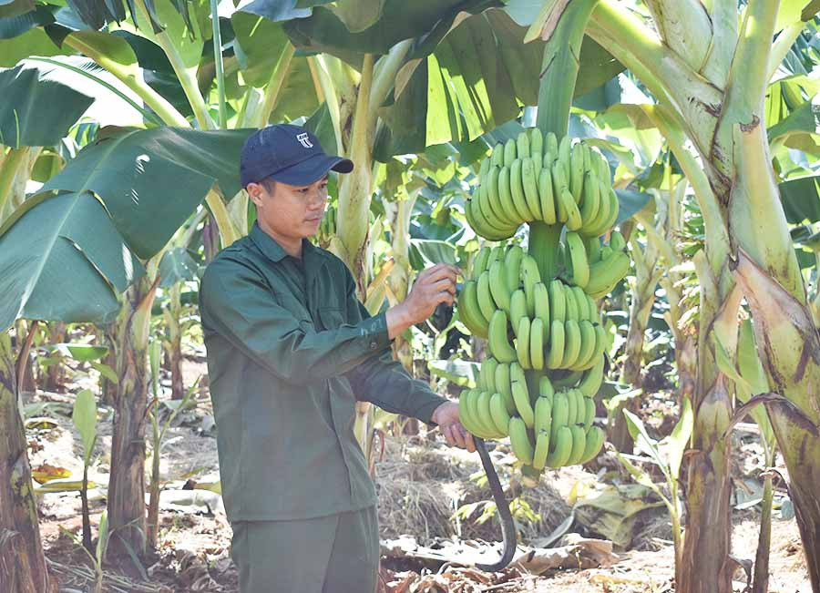  Anh Phạm Công Xây (thôn 4, xã Ia Krai, huyện Ia Grai) chăm sóc vườn chuối già Nam Mỹ của gia đình. Ảnh: P.T