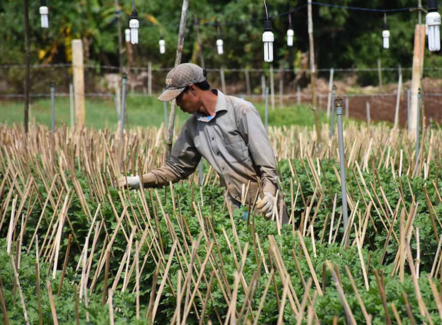 Ông Hoàng Minh Ngọc (tổ 8, phường Thắng Lợi, TP. Pleiku) chăm sóc vườn hoa cúc của gia đình. Ảnh: H.P