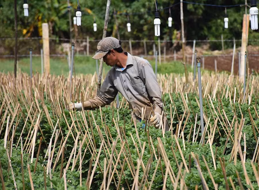  Ông Hoàng Minh Ngọc (tổ 8, phường Thắng Lợi, TP. Pleiku) chăm sóc vườn hoa cúc của gia đình. Ảnh: H.P