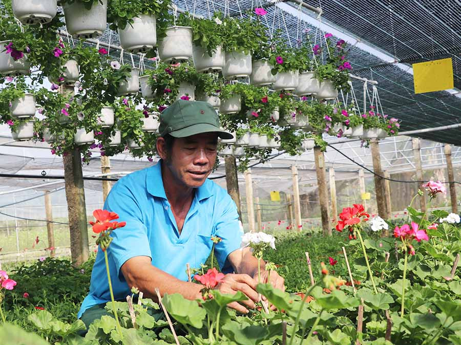 Ông Đôc Văn Hùng (tổ 5, phường Ngô Mây, thị xã An Khê) chăm sóc vườn hoa. Ảnh Ngọc Minh Ông Đôc Văn Hùng (tổ 5, phường Ngô Mây, thị xã An Khê) chăm sóc vườn hoa- Ảnh Ngọc Minh