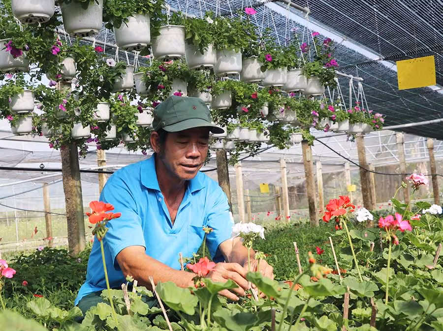 Ông Đôc Văn Hùng (tổ 5, phường Ngô Mây, thị xã An Khê) chăm sóc vườn hoa- Ảnh Ngọc Minh
