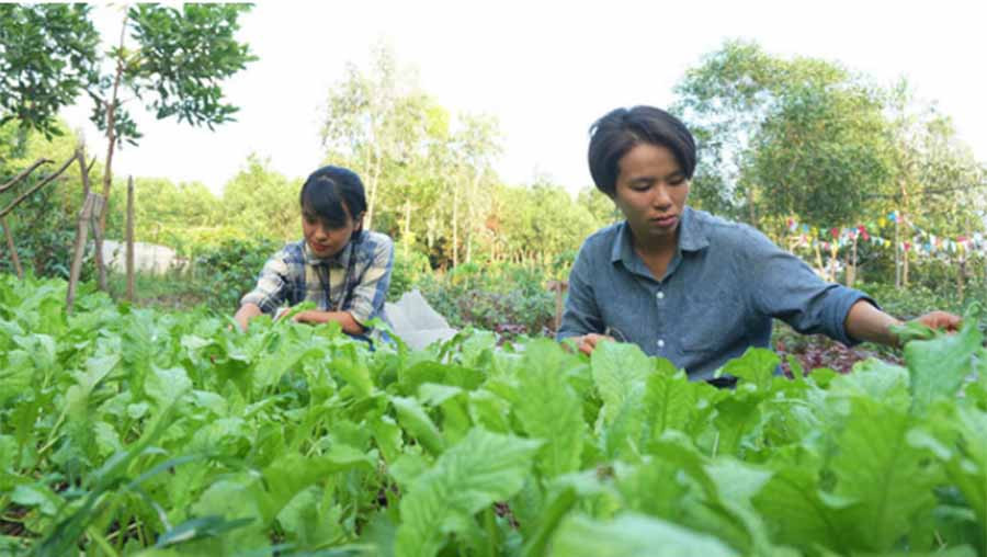 Khu rừng cây rậm trước đây giờ phủ kín bằng những luống rau xanh - Ảnh PHẠM ĐỨC