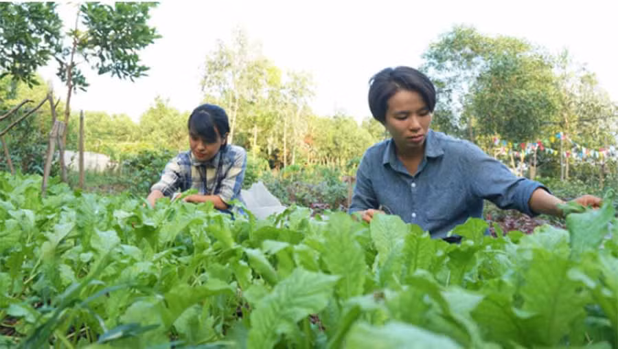 Khu rừng cây rậm trước đây giờ phủ kín bằng những luống rau xanh - Ảnh PHẠM ĐỨC