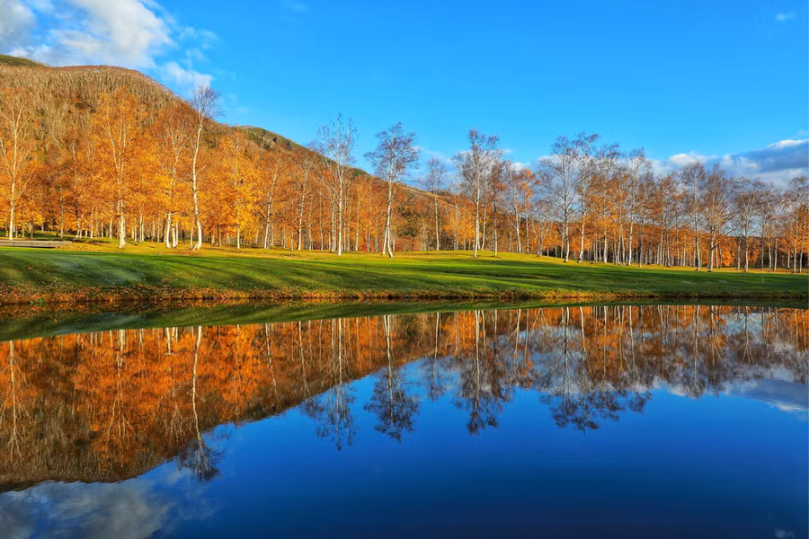 Khung cảnh tuyệt đẹp của khu rừng cạnh khách sạn Hilton Niseko - Ảnh: NGÔ TRẦN HẢI AN