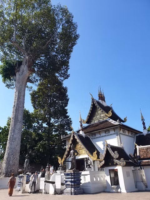Trước cổng Wat Chedi Luang là một cây gôm lớn. Tương truyền, cây mang vận mệnh của vùng đất và con người nơi đây. Ngay cạnh cây gôm này là ngôi nhà nhỏ của thần gác cổng. Phụ nữ không được vào nơi này.