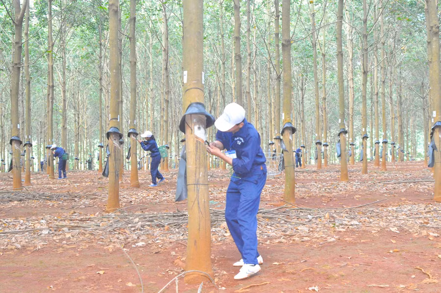 Công nhân Công ty 715 (Binh đoàn 15) thực hiện phần thi cạo mủ cao su. Ảnh: Vĩnh Hoàng