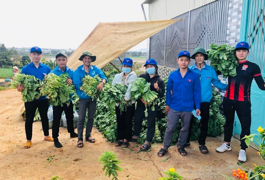  Anh Đỗ Lê Công Thành (bìa phải)-Phó Bí thư Đoàn, Chủ tịch Hội LHTN Việt Nam thị trấn Chư Sê tham gia thu hoạch rau để hỗ trợ các khu cách ly điều trị Covid-19. Ảnh: Minh Nhật 