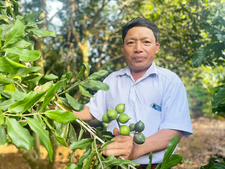 Mỗi năm, ông Phạm Văn Vụ (thôn 1, xã Hải Yang, huyện Đak Đoa) thu nhập hơn 500 triệu đồng từ vườn mắc ca. Ảnh: Minh Phương  Mỗi năm, ông Phạm Văn Vụ (thôn 1, xã Hải Yang, huyện Đak Đoa) thu nhập hơn 500 triệu đồng từ vườn mắc ca. Ảnh: Minh Phương