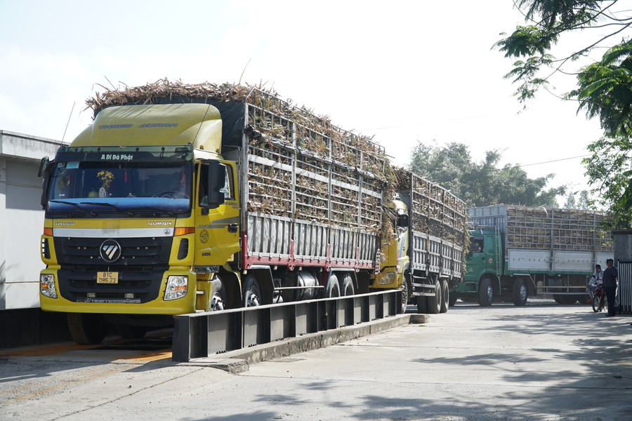 Xe vận chuyển mía sẽ được Nhà máy Đường An Khê cấp lô gô có đóng dấu, dán cố đinh ở kinh trước và phải chở đúng trọng tải theo quy định. Ảnh: Ngọc Minh