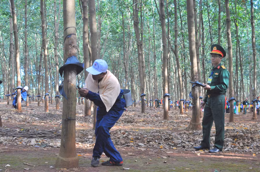 Các đội tham gia hội thi thợ giỏi khai thác mủ cao su năm 2022. Ảnh: R'Ô HOK