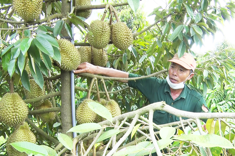  Ông Hoàng Văn Tuấn (thôn Chư Bồ 1, xã Ia Kla) chăm sóc vườn sầu riêng của gia đình. Ảnh: Ngọc Sang