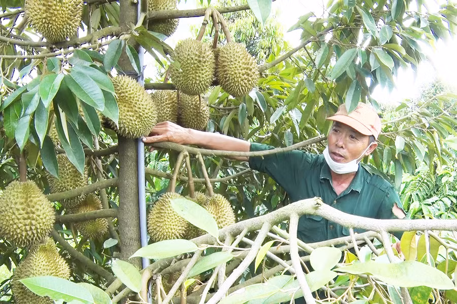  Ông Hoàng Văn Tuấn (thôn Chư Bồ 1, xã Ia Kla) chăm sóc vườn sầu riêng của gia đình. Ảnh: Ngọc Sang