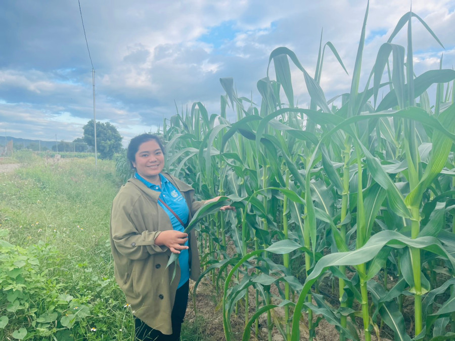 Mô hình trồng ngô ngọt mang lại hiệu quả kinh tế cao cho hội viên phụ nữ xã Ia Broăi. Ảnh: Vũ Chi