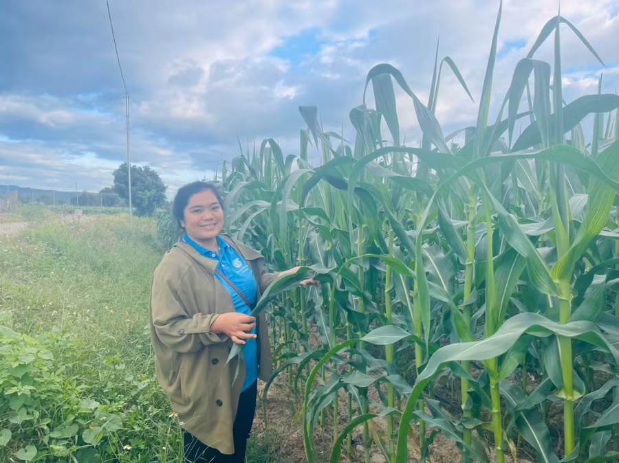 Mô hình trồng ngô ngọt mang lại hiệu quả kinh tế cao cho hội viên phụ nữ xã Ia Broăi. Ảnh: Vũ Chi