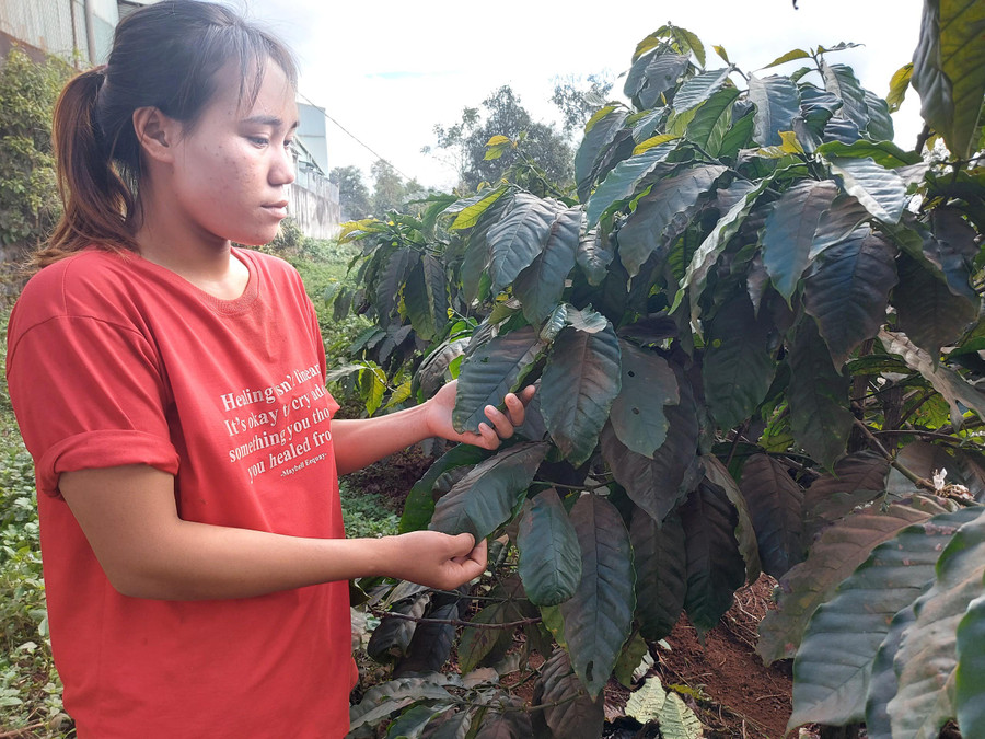 Lá cà phê của các hộ dân ở gần kho của công ty, cơ sở xay xát, sấy hạt cà phê đều bị bụi nhuộm đỏ. Ảnh: Nguyễn Tú Chị Puih H'Nghé cho biết toàn bộ lá cà phê của mấy hộ dân ở gần kho của mấy công ty, cơ sở xay xát, sấy hạt cà phê đều bị bụi nhuộm đỏ. Ảnh: Nguyễn Tú
