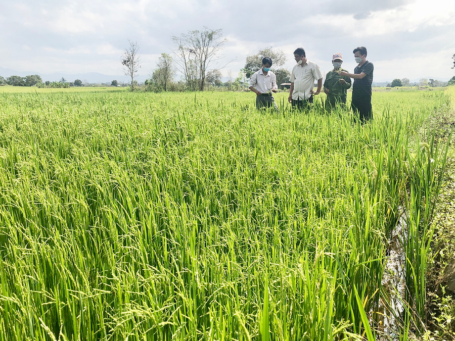  Người dân tham quan mô hình trồng giống lúa mới SHPT3 tại xã Ia Rmok. Ảnh: Lê Nam