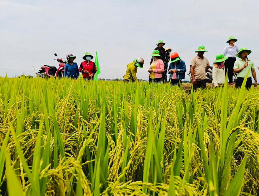 Điều kiện khí hậu, thổ nhưỡng tạo điều kiện thuận lợi cho các HTX trên địa bàn huyện Ia Pa xây dựng thương hiệu gạo chất lượng cao. Ảnh: Vũ Chi