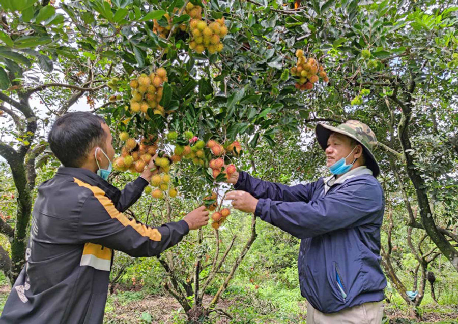 Người dân xã Ia Tô (huyện Ia Grai) thu hoạch chôm chôm. Ảnh: Ngọc Sang Người dân xã Ia Tô thu hoạch chôm chôm. Ảnh: Ngọc Sang