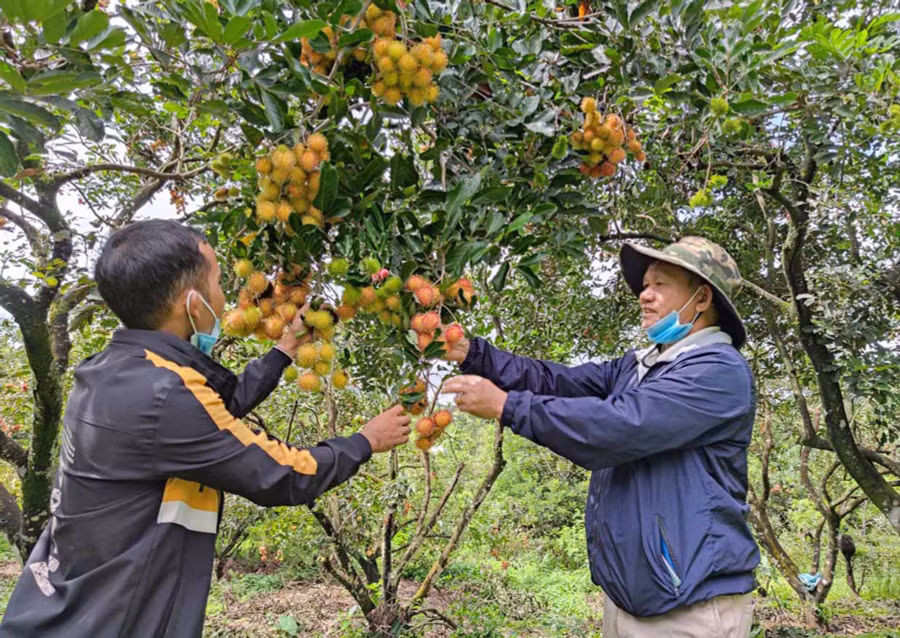 Người dân xã Ia Tô thu hoạch chôm chôm. Ảnh: Ngọc Sang