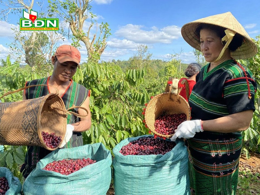 Cà phê Đắk Nông xuất khẩu đến 20 quốc gia trên thế giới