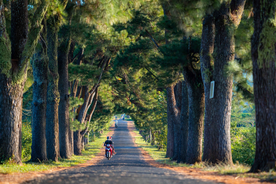 Người dân ở gần con đường thông trăm năm cho biết, khi người Pháp đến đây trồng chè vào những năm đầu thế kỷ 20, họ đã trồng hàng thông này. Ảnh: Bùi Văn Hải