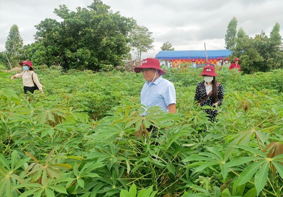 Cán bộ xã Ia Ma Rơn hướng dẫn người dân chăm sóc giống mì mới HN5. Ảnh: Đinh Yến