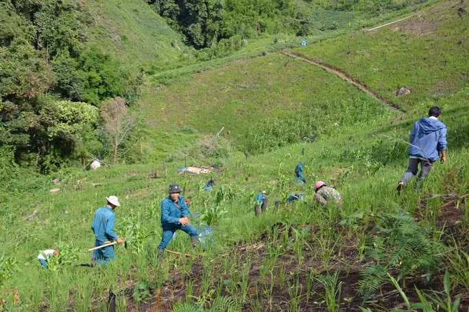 Người dân huyện Tu Mơ Rông trồng rừng trên diện tích đất trống