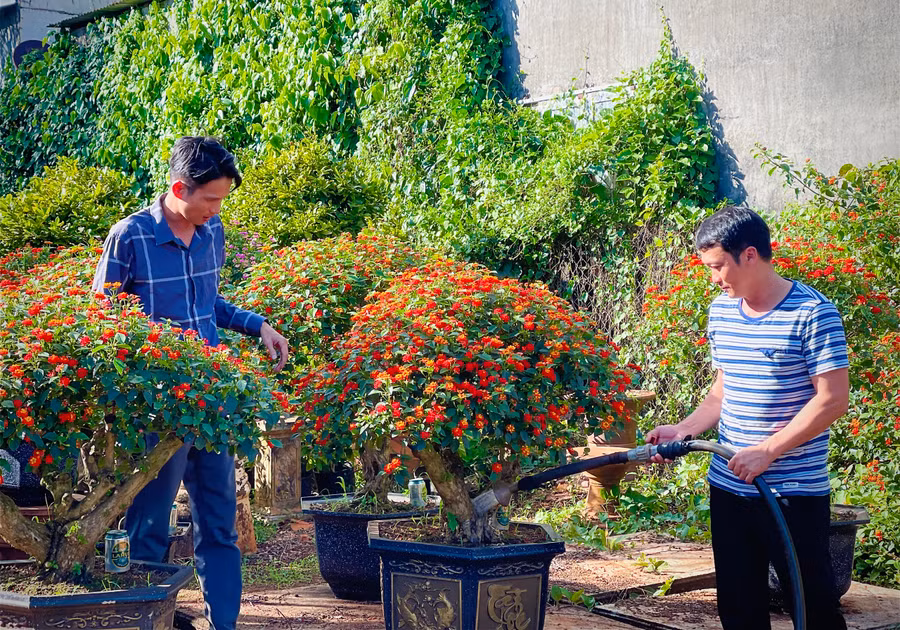 Ông Nguyễn Tấn Phúc (bìa phải) chăm sóc những chậu hoa ngũ sắc của gia đình. Ảnh: Mai Ka