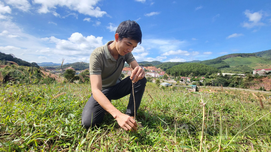 Theo huyện Tu Mơ Rông, tỷ lệ cây sống chỉ đạt khoảng 30%. Ảnh: H.L