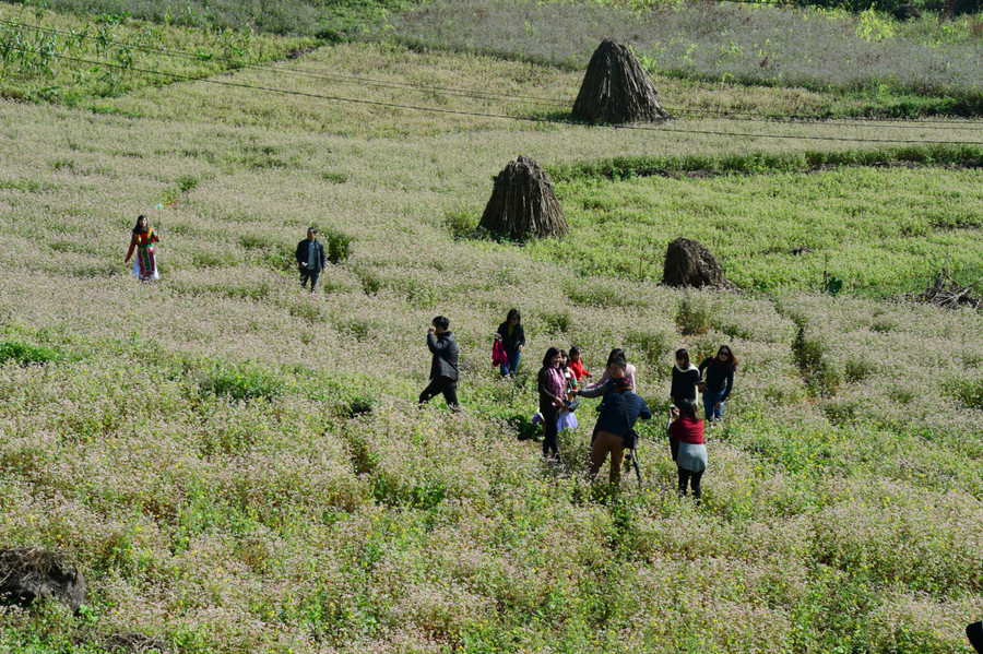 Du khách dạo chơi nơi cánh đồng tam giác mạch đang nở rộ trên cung đường Đồng Văn - Mèo Vạc