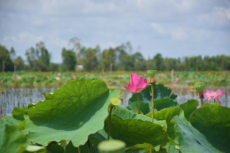 Trồng sen phục vụ khách tham quan tại Đồng sen Tháp Mười. Ảnh: Hữu Nghĩa