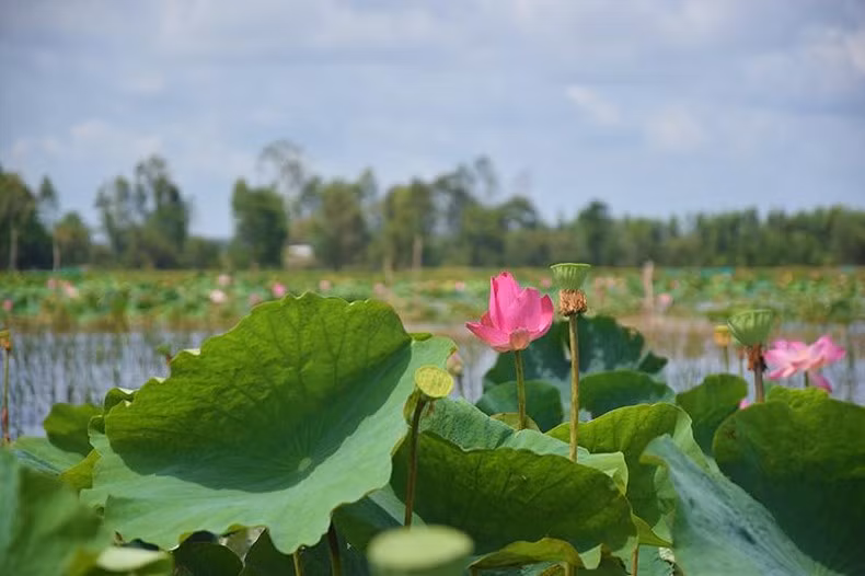 Trồng sen phục vụ khách tham quan tại Đồng sen Tháp Mười. Ảnh: Hữu Nghĩa