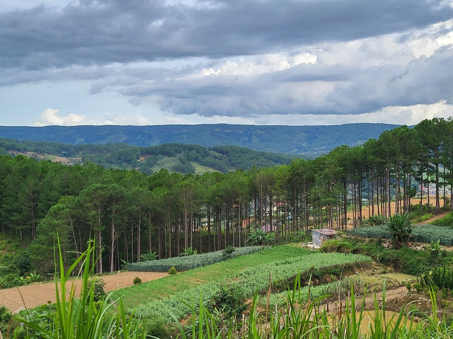 Diện tích đã canh tác nông nghiệp ổn định từ năm 2019 trở về trước mà không có tranh chấp là 1 trong những tiêu chí xem xét đưa ra khỏi quy hoạch 3 loại rừng. Ảnh: Gia Bình