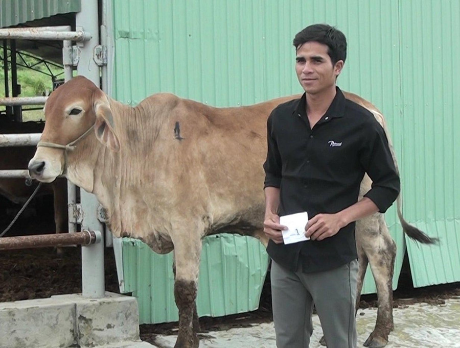 Anh Đinh Triết bốc thăm nhận bò được Ủy ban MTTQ VN huyện Đak Pơ hỗ trợ. Ảnh: Thiên Di