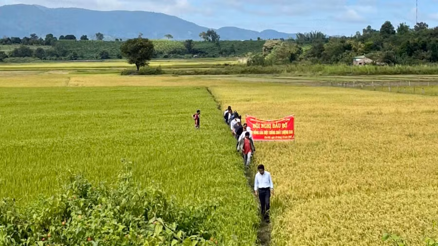 Mô hình trồng bắp sinh khối ở huyện Ia Pa cho thu nhập cao. Ảnh: Lê Nam