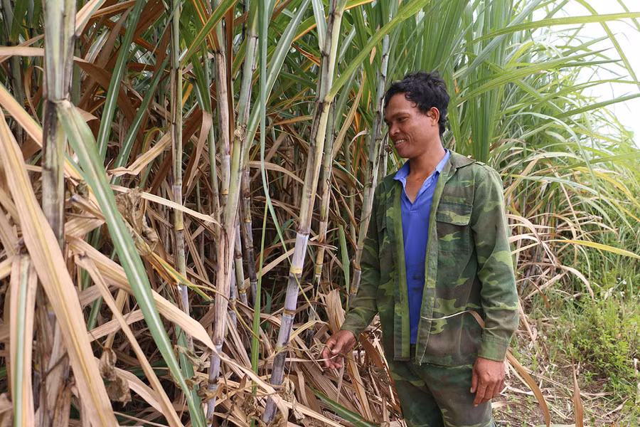 Theo anh Anh Nay Vang (làng Ia Sa) vụ mía này, dự kiến năng suất sẽ tăng cao hơn năm trước nhờ thời tiết thuận lợi. Ảnh: Quang Tấn