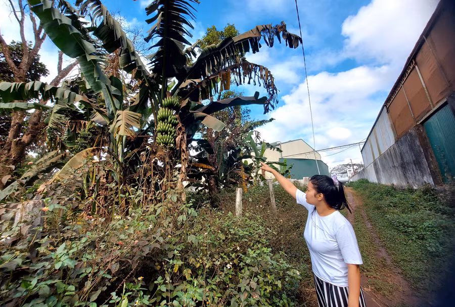 Bụi chuối ở gần kho hàng của Công ty TNHH Khải Hưng Gia Lai bị phủ một lớp bụi dày. Ảnh: Nguyễn Tú