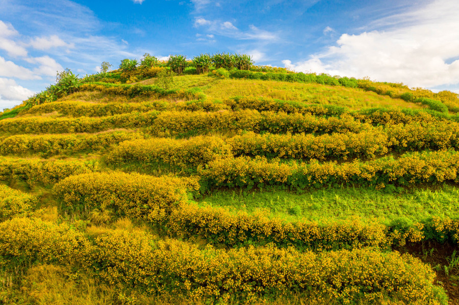 Mặc dù mọc dại, nhưng tạo hình của hoa dã quỳ ở R’Chai giúp du khách liên tưởng đến những ruộng bậc thang ở vùng núi Tây Bắc. Từng luống hoa đều đặn, đan xen với cây cỏ trải dài tới chân núi như tấm thảm hoa vàng. Ảnh: Bùi Văn Hải