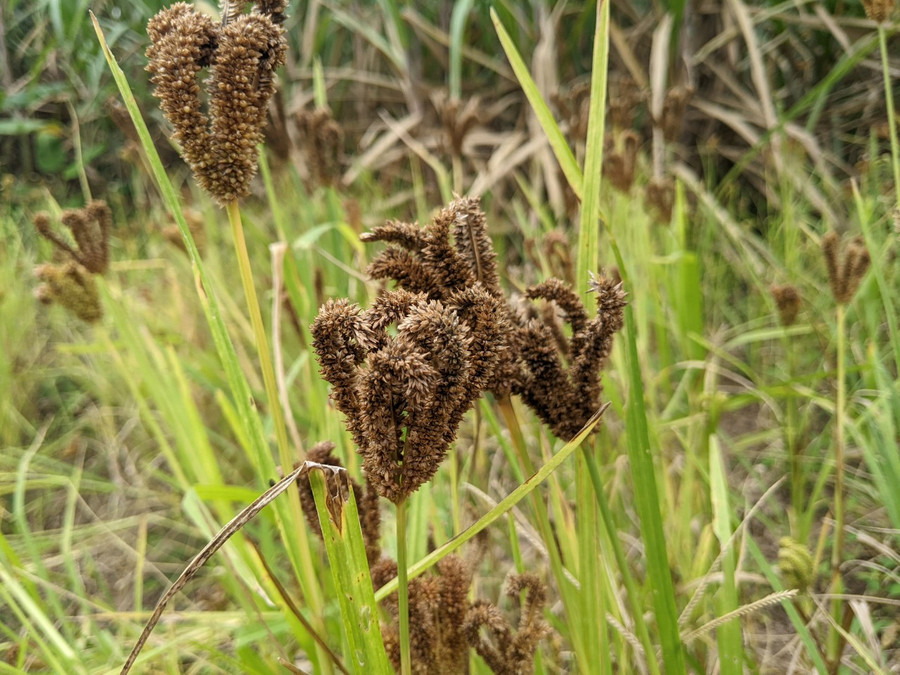 Cây cào có khả năng kháng bệnh tốt, giàu giá trị dinh dưỡng.jpg