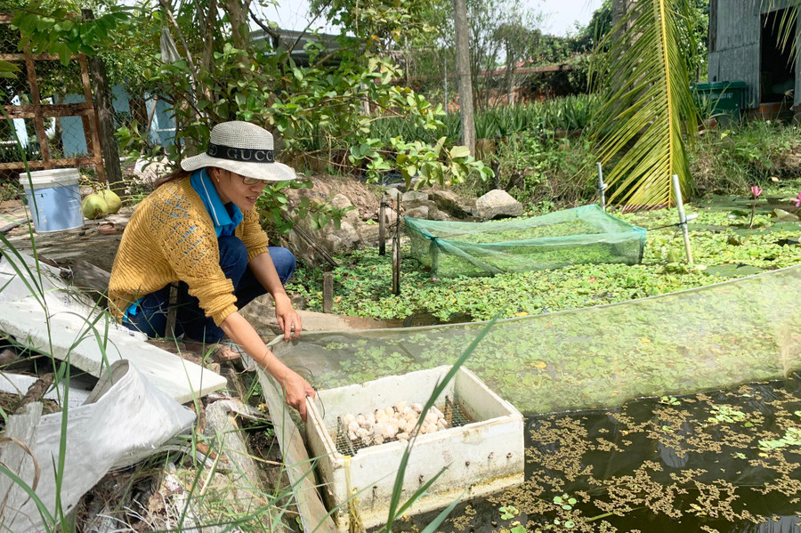 Chị Đỗ Thị Cẩm Vân (tổ 2, phường Hòa Bình) kiểm tra trứng ốc trong giai đoạn ủ. Ảnh: Vũ Chi